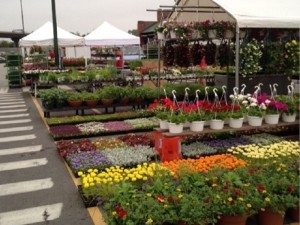 Syracuse Farmer's Market is a harbinger of spring. Great op to get bedding plants 