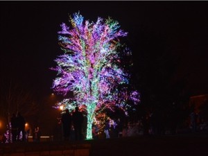 The Magic Tree located in the Town Square at the Village of Cherry Hill 