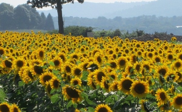 Acres of Sunflowers