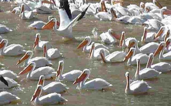 Pelicans Aplenty