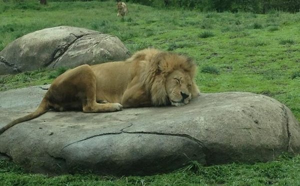 Sleeping Lion