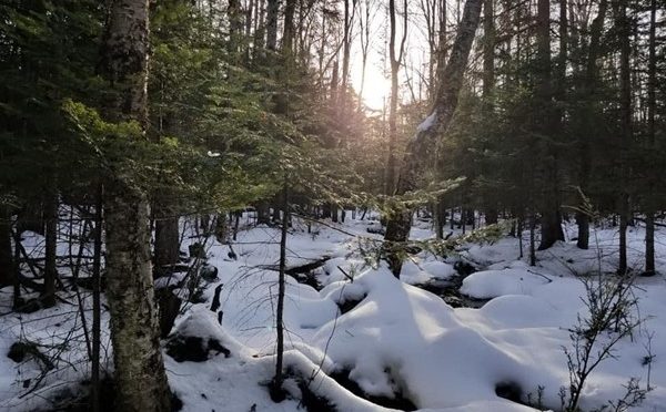 Snowy Michigan Woods
